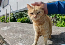とにかく撫でられたい猫