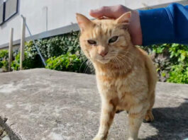 とにかく撫でられたい猫