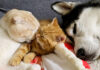 急接近するハスキー犬と子猫