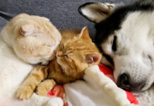 急接近するハスキー犬と子猫