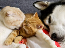 急接近するハスキー犬と子猫