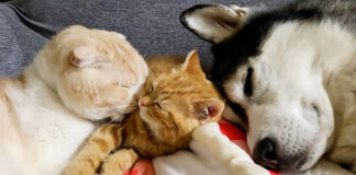 急接近するハスキー犬と子猫