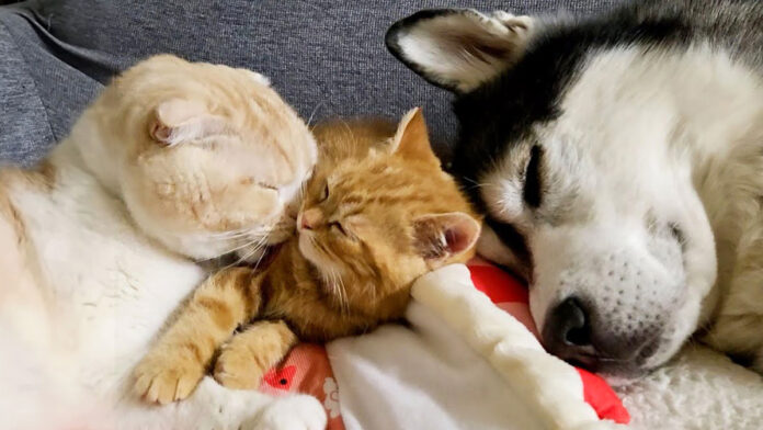 急接近するハスキー犬と子猫
