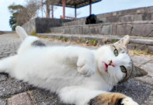 ゴロンと転がる猫