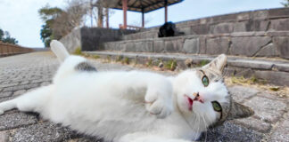 ゴロンと転がる猫