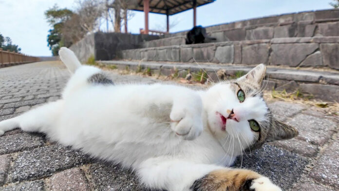 ゴロンと転がる猫