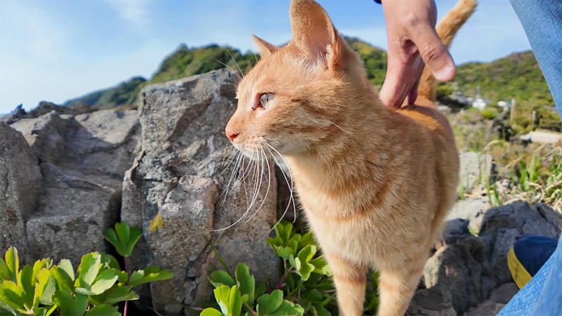 撫でられる猫