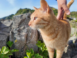 崖の上で撫でられる猫