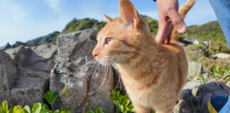 崖の上で撫でられる猫