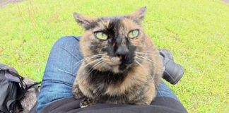 上目遣いで甘えてきた猫