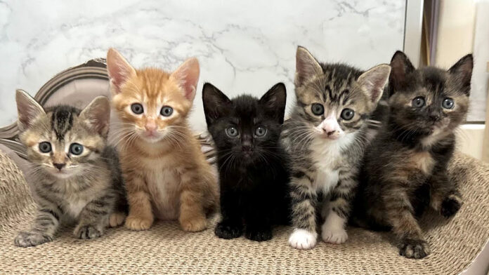 一列に並ぶ子猫達