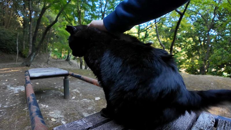 撫でられる猫