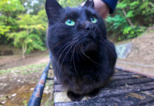 山奥の休憩所の猫