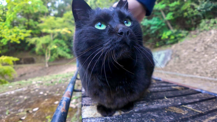 山奥の休憩所の猫