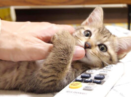 指チュチュする子猫