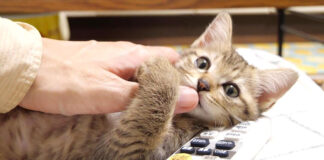 指チュチュする子猫