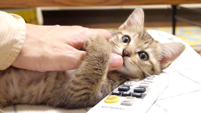 指チュチュする子猫