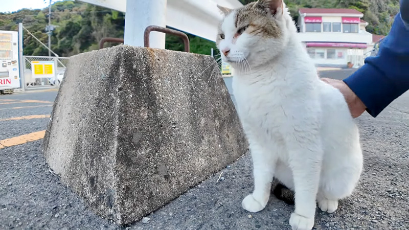 撫でられる猫