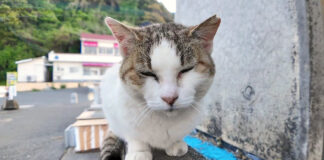お喋りな猫