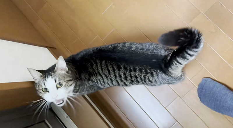 返事する猫