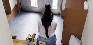お母さんに登る猫