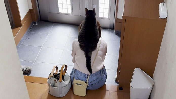 お母さんに登る猫