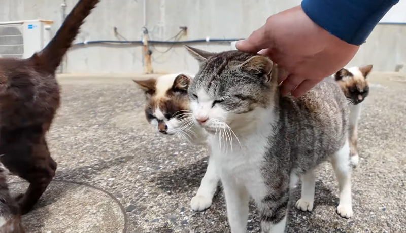 撫でられる猫