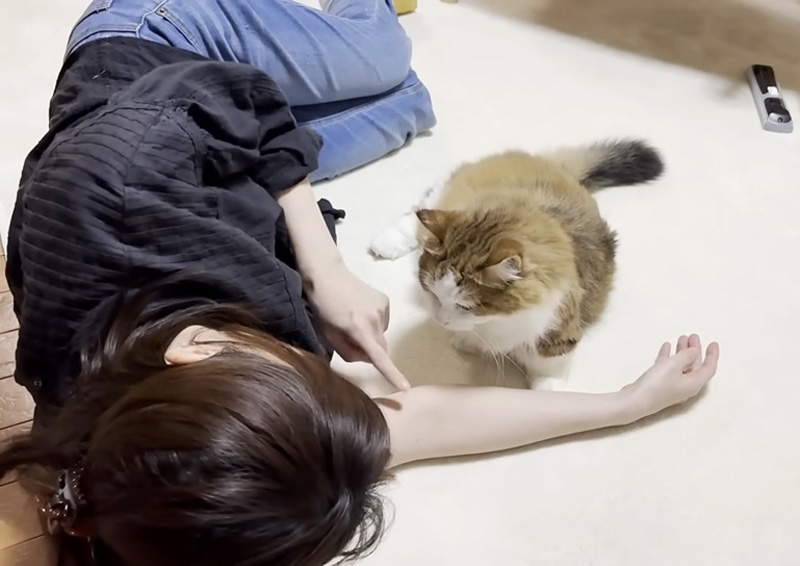 お母さんと猫