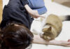 お母さんに甘える猫