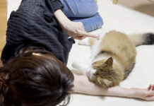 お母さんに甘える猫