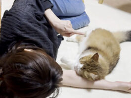 お母さんに甘える猫
