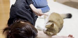 お母さんに甘える猫
