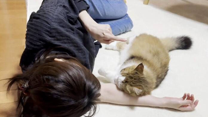 お母さんに甘える猫