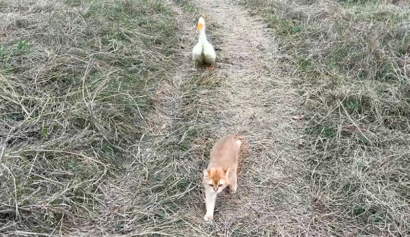 アヒルを連れて歩く猫