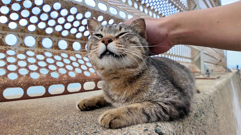 撫でられる猫