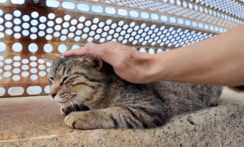 撫でられる猫