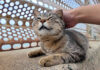 甘え方がプロな猫