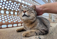 甘え方がプロな猫
