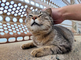 甘え方がプロな猫