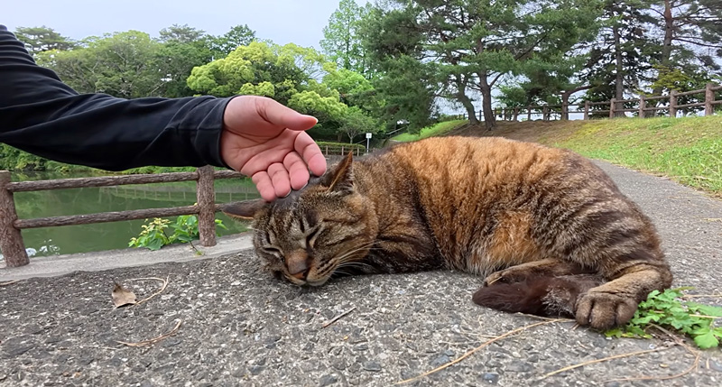 撫でられる猫
