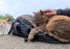 リュックを枕にして眠る猫