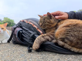 リュックを枕にして眠る猫