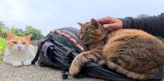 リュックを枕にして眠る猫