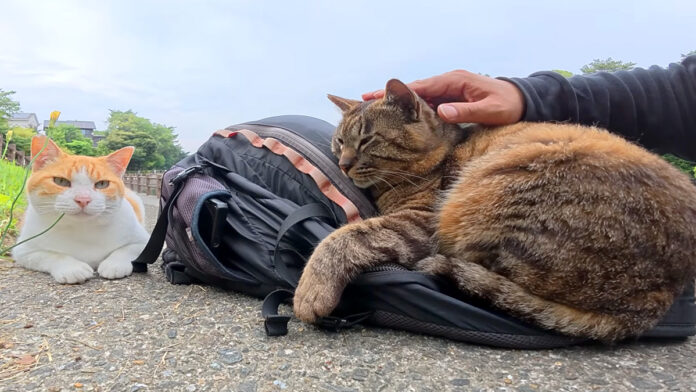 リュックを枕にして眠る猫