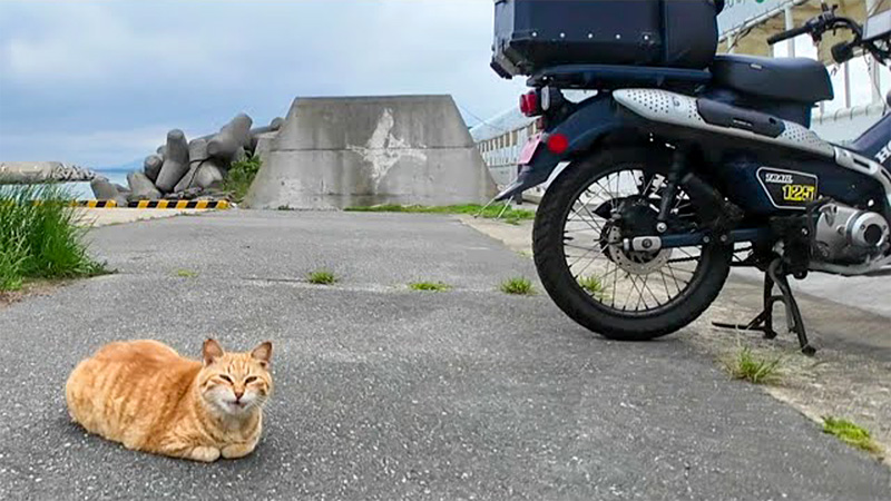 バイクのそばで待ち伏せしていた猫