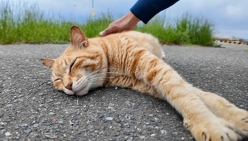 撫でられる猫