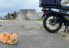 バイクのそばで待ち伏せしていた猫