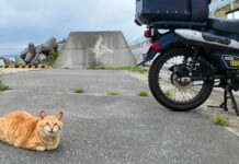 バイクのそばで待ち伏せしていた猫