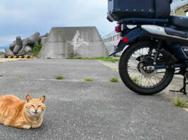 バイクのそばで待ち伏せしていた猫