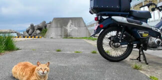 バイクのそばで待ち伏せしていた猫